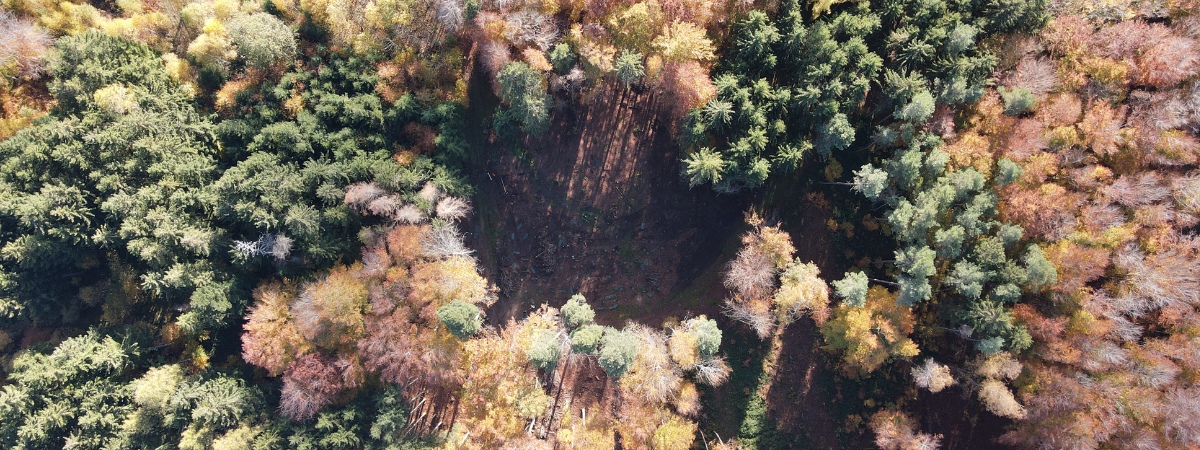 1 arbre planté pour chaque médecin du Réseau Delta  30 ans = 903 arbres répartis dans les 5 cantons