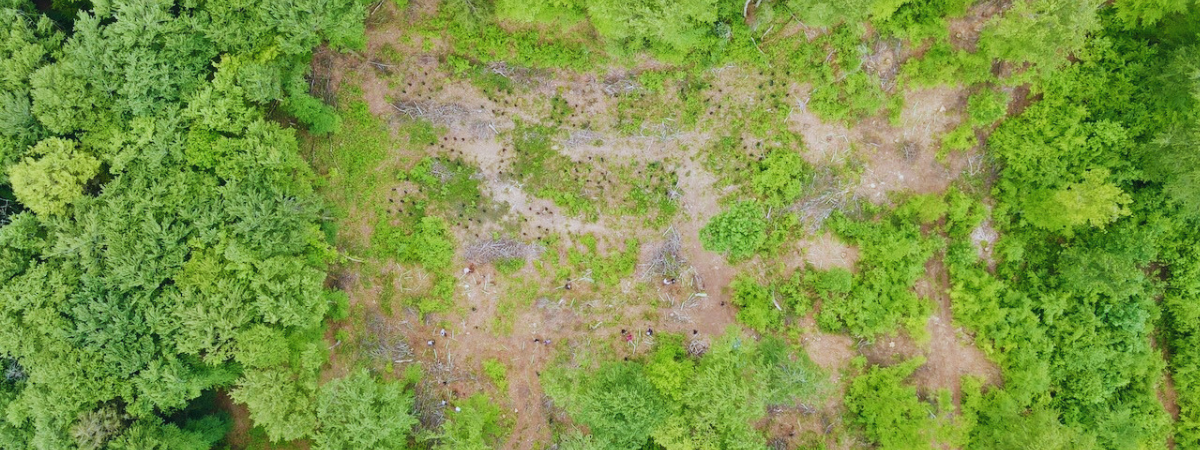 Agir concrètement pour des forêts suisses plus résilientes