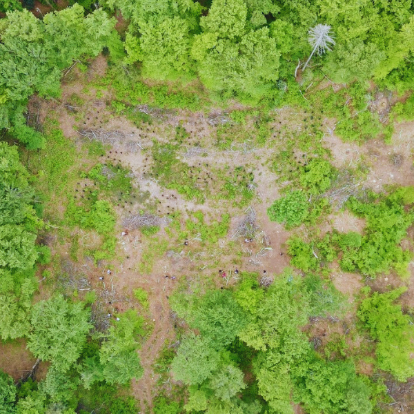 Agir concrètement pour des forêts suisses plus résilientes